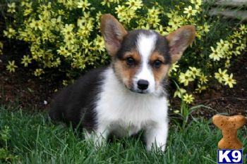Pembroke Welsh Corgi Puppies for Sale